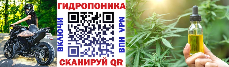Конопля сатива  Любим 